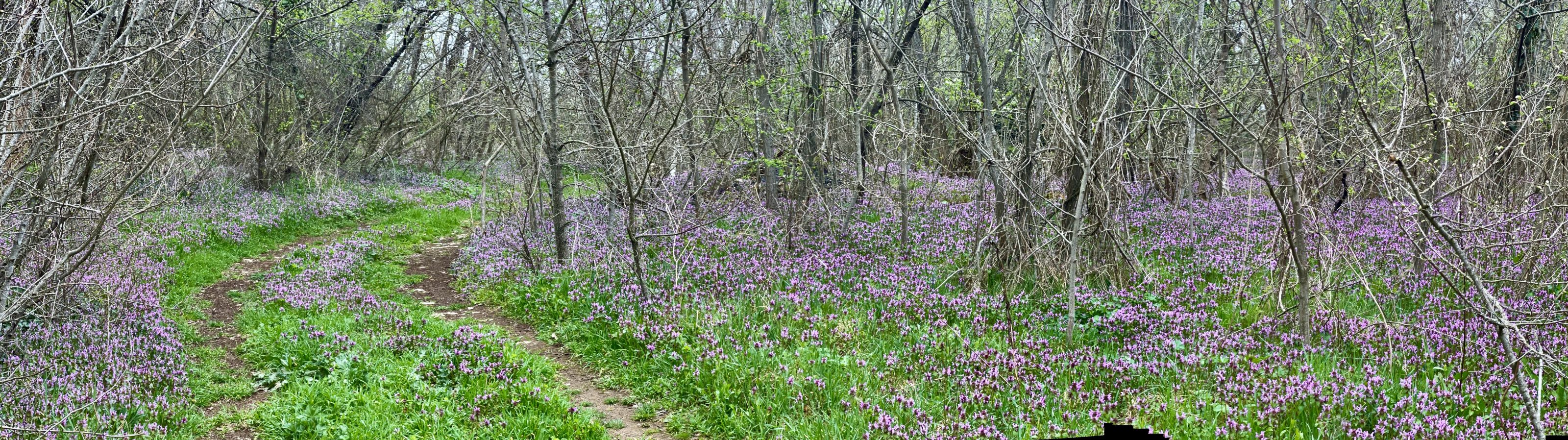 Waldspaziergang im März