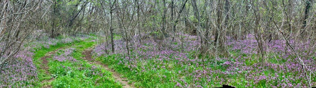 Waldspaziergang im März