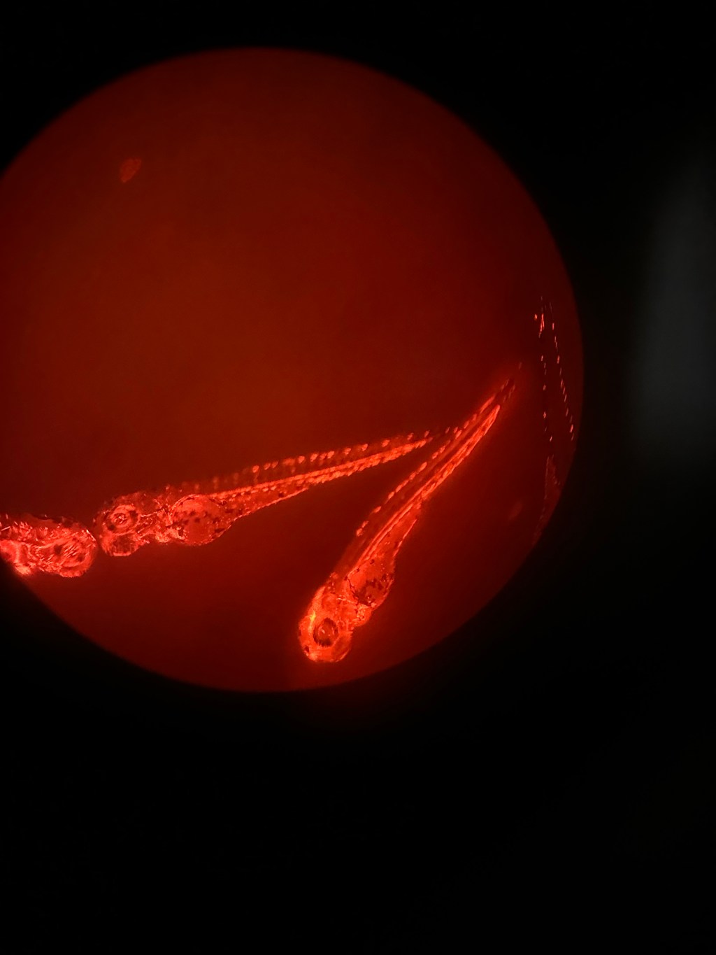 Es wird deutsches Essen&nbsp;gewünscht