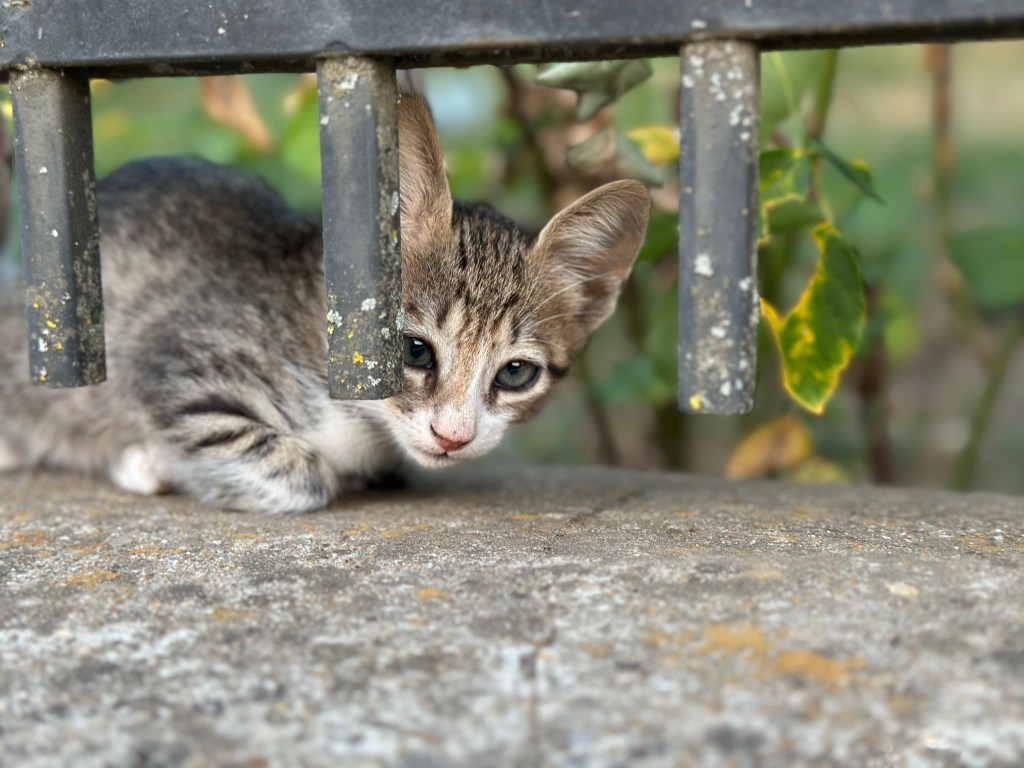 Auf zur Donau – Teil&nbsp;1